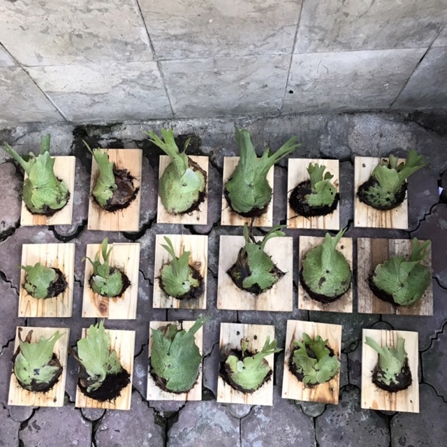 Saya menjual platycerium wandae (... seharga Rp100.000. Dapatkan di Shopee sekarang! shopee.co.id/harry_parmana/… #ShopeeID