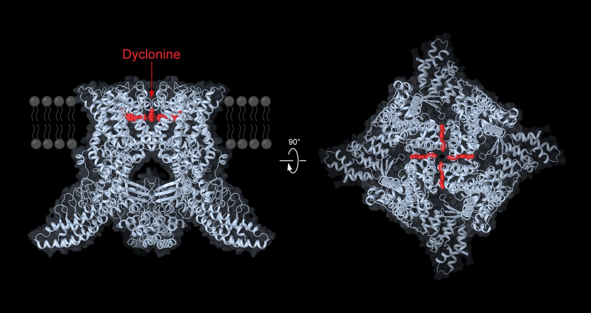 Want to know how local anesthetic dyclonine works at the molecular level? Happy to share our new study published in Nature Communications that reveals the structural mechanism of dyclonine inhibition of TRP channel TRPV3. disq.us/t/47s6ny3 @arthurCantab @kirillnadezhdi2