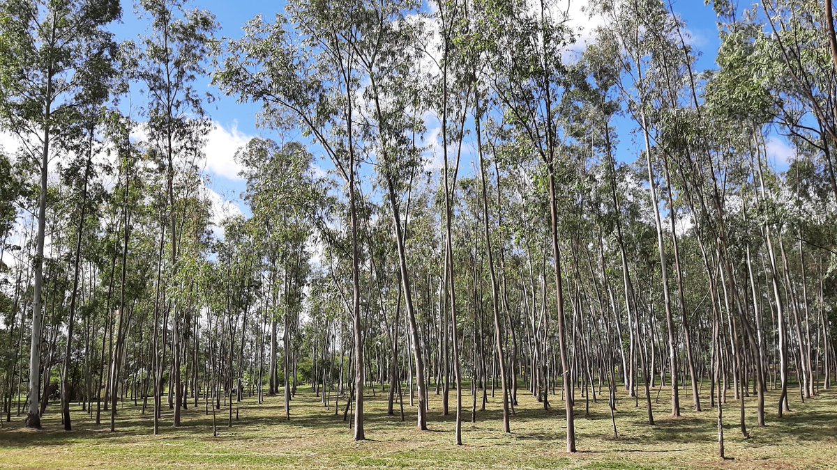 Parque Ñu Guasu y Guasu Metropolitano Paraguay tweet media