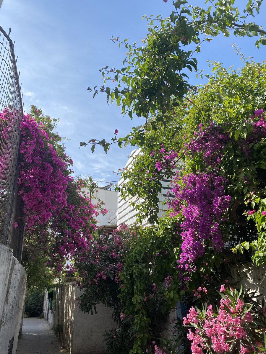 begonvil boy vermiştir şimdi🥲🤍