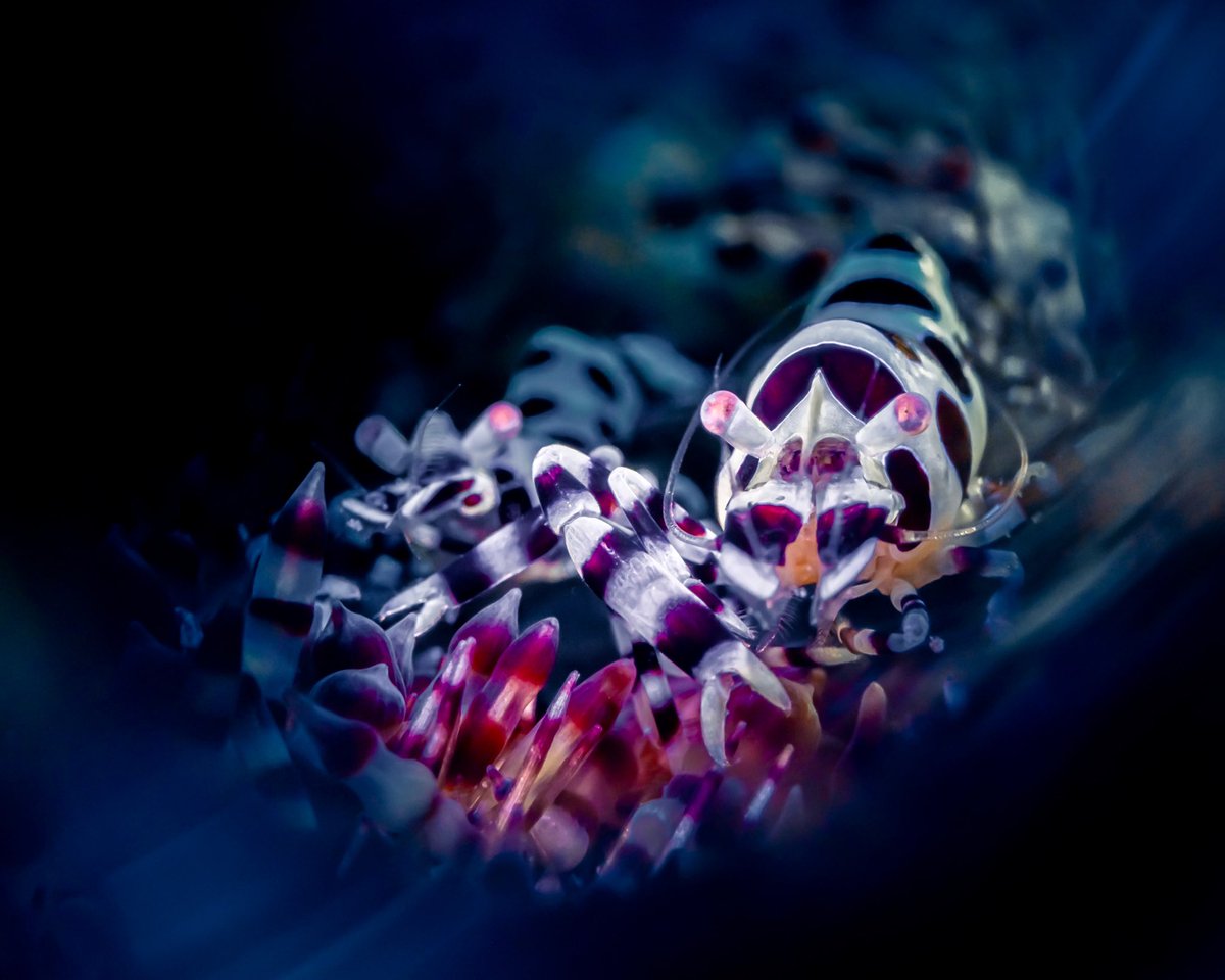 Mark Badiola tweet media