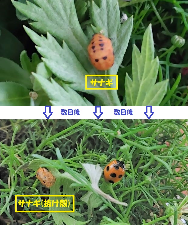 てんとう虫のサナギ Twitter Search Twitter