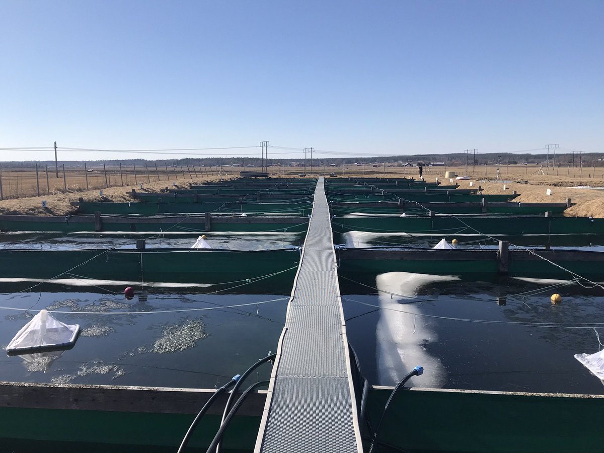 Interested in aquatic insects, emergence, warming and browning, or ecosystem-scale experiments? If so, stop by my talk today at 4pm in River Overlook E! #JASM22