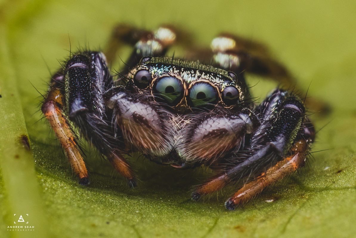 Aswr92's tweet photo. Jumping spider
#macrophotography #Canon #insect https://t.co/g0z7McWkPE