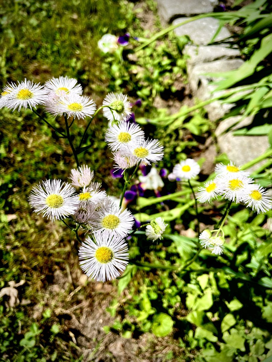 1ExquisiteKiss's tweet photo. I should have been in bed hrs ago 🫠🫠🫠
#photosoftheday #flowerpower #mygarden #whatsupbuttercup #fireinthesky #cloudporn #sleepwhenidie https://t.co/YYxaNS8tMf