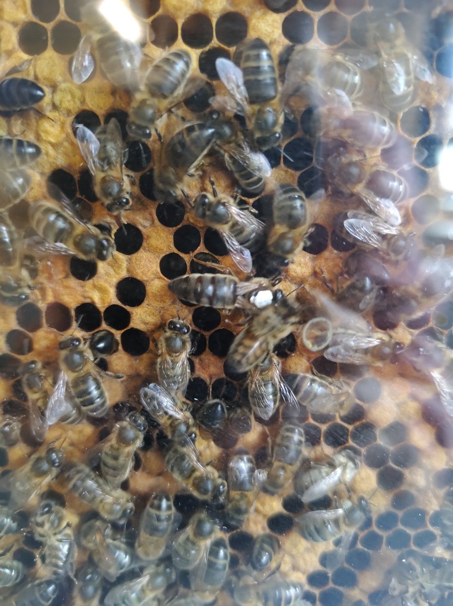 ClaregalwayColl's tweet photo. Great fun today with @c_fergus1 live demonstration of bees in the observatory hive, honey tasting station, virtual hive and find the queen game. #BiodiversityWk #BeePower #UnderstandingOurWorld https://t.co/4B0WVyGIza