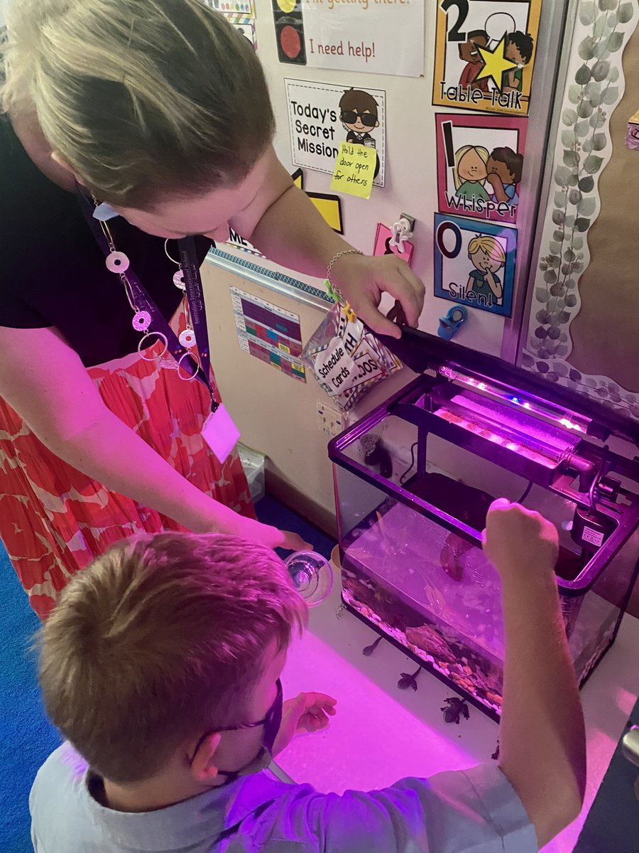 AIS_Grade2's tweet photo. Grade 2’s have been learning about life cycles in Integrated Studies. Today our tadpoles began to change into froglets by growing little arms and legs! #AISGrade2 #AISPrimarySch https://t.co/VYt2I5WHsE