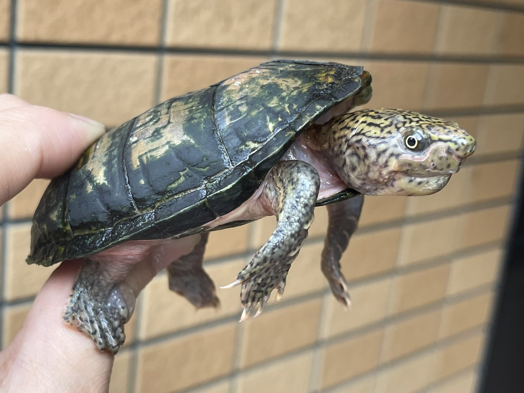 爬虫類専門店 アクアスペース ヒラタニオイガメ Sternotherus Depressus 今はなき京都の某ショップからの血統をしっかりと受け継いだ正真正銘のcb個体となります 約10年前のベビーからの飼い込み個体が当店に入荷致しました ヒラタニオイガメ