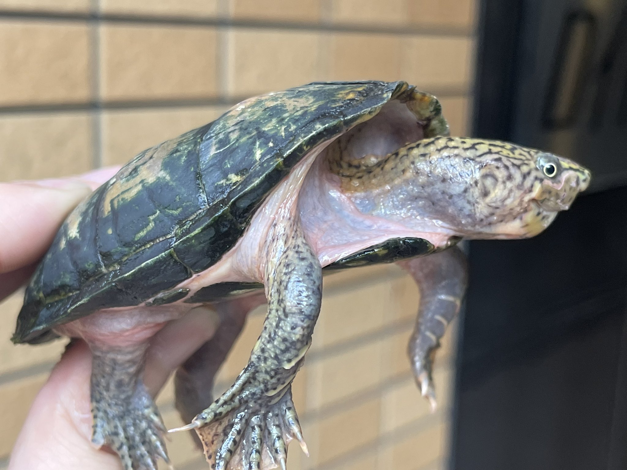 爬虫類専門店 アクアスペース ヒラタニオイガメ Sternotherus Depressus 今はなき京都の某ショップからの血統をしっかりと受け継いだ正真正銘のcb個体となります 約10年前のベビーからの飼い込み個体が当店に入荷致しました ヒラタニオイガメ