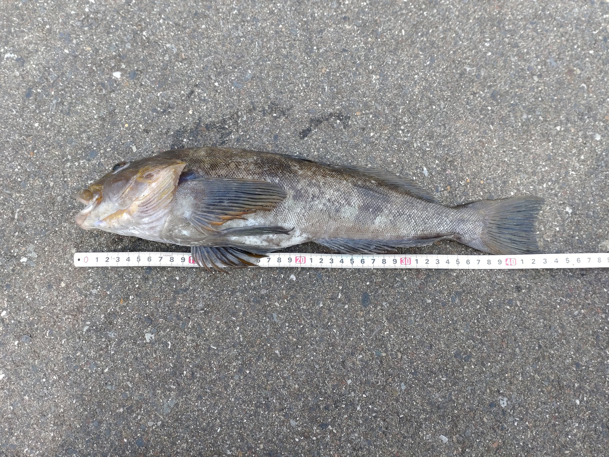 かおたんpart2 岩手県 ロックフィッシュ アイナメ アブラメ いやー釣れるとは思ってなかった 熟成アクア ミルフル 緑 17 5ビフテキ 春アイナメ T Co Rfpyy2yfm3 Twitter