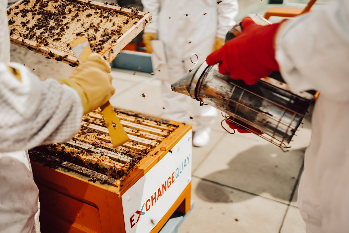 Our bio-diversity scheme plays a pivotal role in creating a unique and active environment at EQ.

Yesterday our occupiers met the 40,000 EQ Bees as part of our National Bee Day celebrations.

We also invited Kids Planet, the onsite nursery to join in the fun

#placemaking