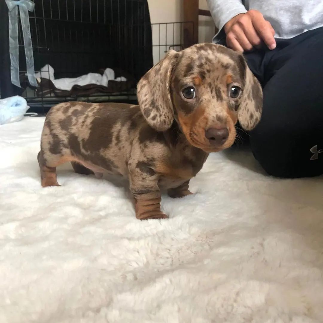 Happy weekend 🥂
#Dachshund #Dachshunds