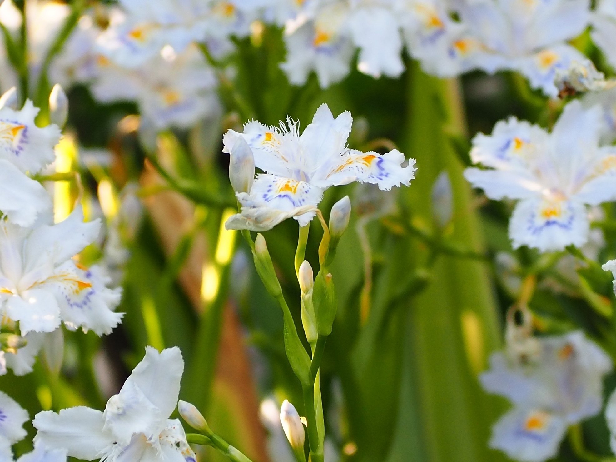 Happyclover ｼｬｶﾞの花言葉のひとつに 友人が多ぃ といぅのがあるらしぃです そんな構図で 今日も一日 お疲れ様でした M M 花が好き 花撮る人 T Co X4yluwoxt0 Twitter