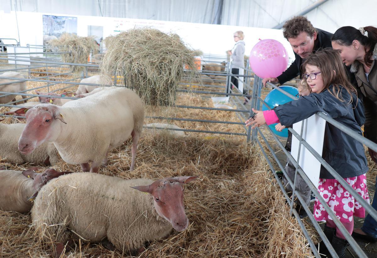 sudouest's tweet photo. Salon de l’agriculture Nouvelle-Aquitaine : des bêtes, du goût, des échanges et des découvertes au menu https://t.co/ELwPAYzsu1 https://t.co/qi1nuiWU95