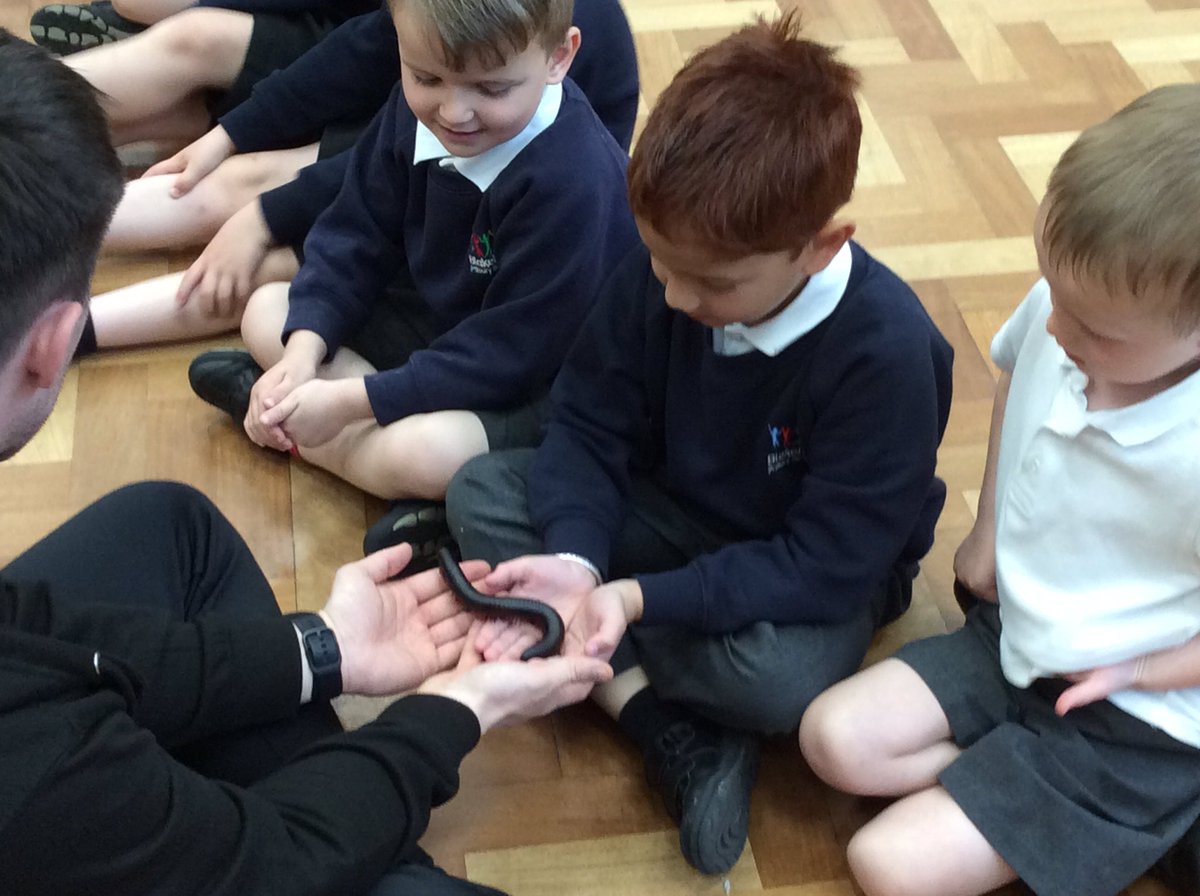 Chris from Zoolab has visited Reception this morning and brought some amazing friends with him! We loved meeting Gary the Giant African Land Snail, Milton the Giant Millipede and Max the Madagascan Hissing Cockroach to name a few! Thank you Chris for an amazing morning! #zoolab