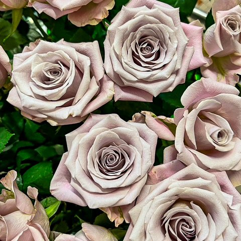 TermeApollo's tweet photo. Ready for roses party! #rosesflower #hoteltermeapollo https://t.co/usJfydMPYk