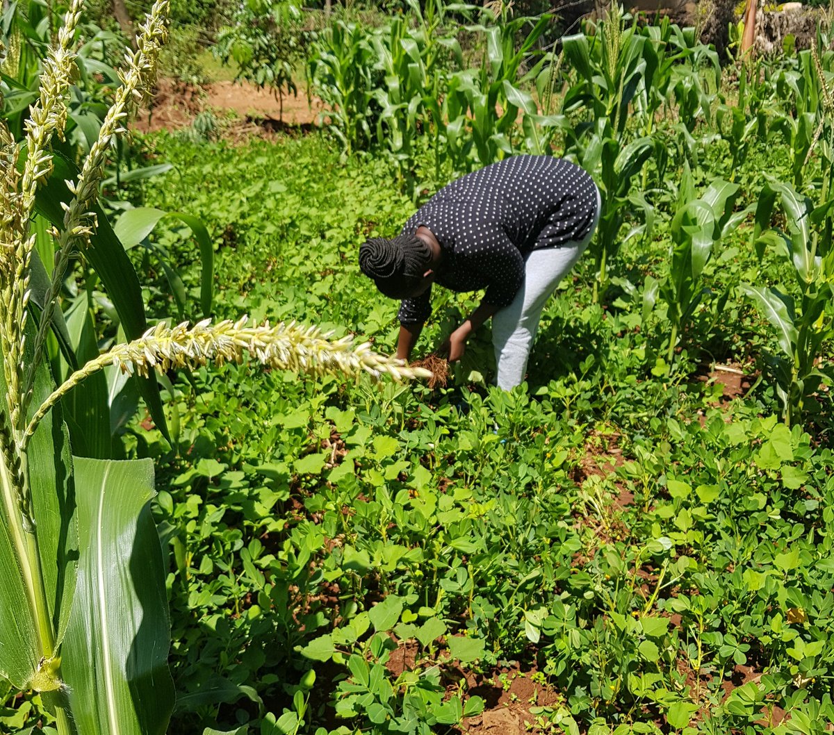 goretti0n's tweet photo. Najivunia kua mkulima.
Je wewe?
#FarmLife
#Farmgal
๐๐ https://t.co/ZVutArgo6n