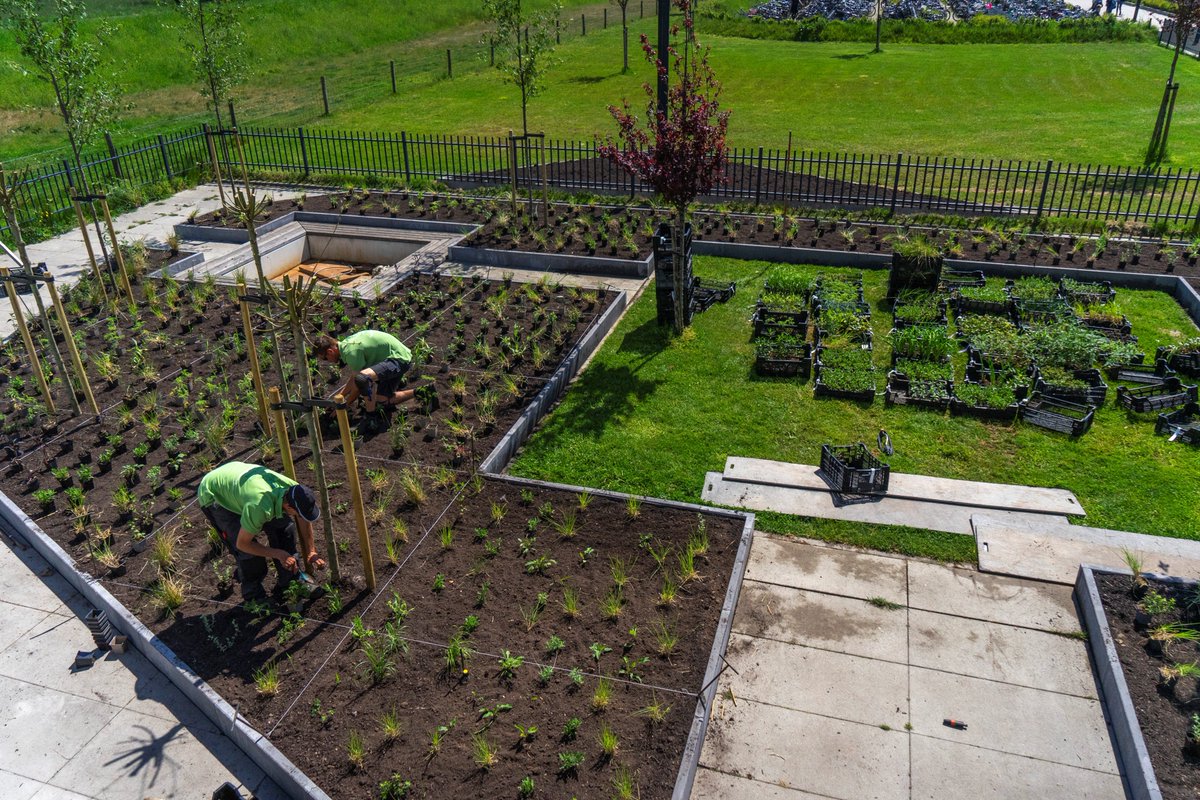 VOH_Appeltern's tweet photo. Vergroenen schoolplein: Tegels eruit en planten erin!

Het @merletcuijk heeft een stuk groener schoolplein gekregen. Zo’n 300 m2 grote betontegels zijn ‘gewipt’. Ook 160 m2 gras, dat hier op aansluit, heeft plaats gemaakt voor naturalistische beplanting en 19 nieuwe bomen. https://t.co/I0cF4nOjT4