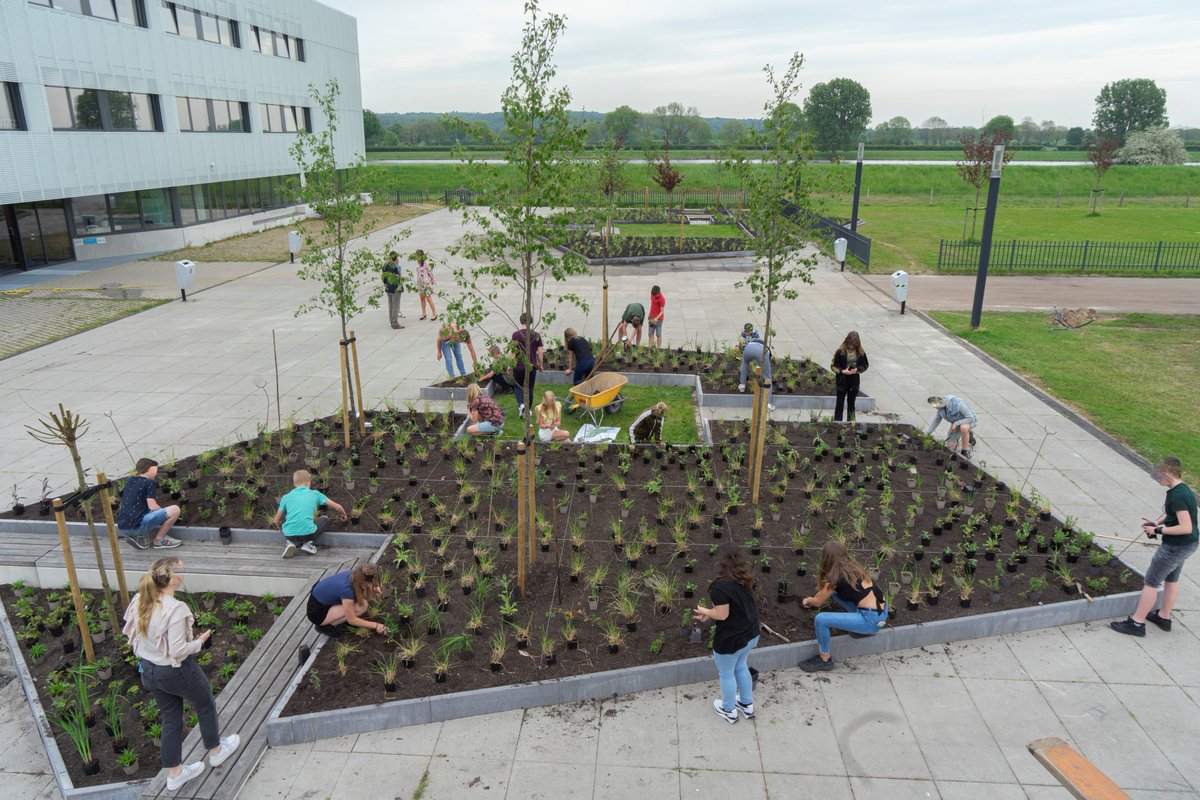 VOH_Appeltern's tweet photo. Vergroenen schoolplein: Tegels eruit en planten erin!

Het @merletcuijk heeft een stuk groener schoolplein gekregen. Zo’n 300 m2 grote betontegels zijn ‘gewipt’. Ook 160 m2 gras, dat hier op aansluit, heeft plaats gemaakt voor naturalistische beplanting en 19 nieuwe bomen. https://t.co/I0cF4nOjT4