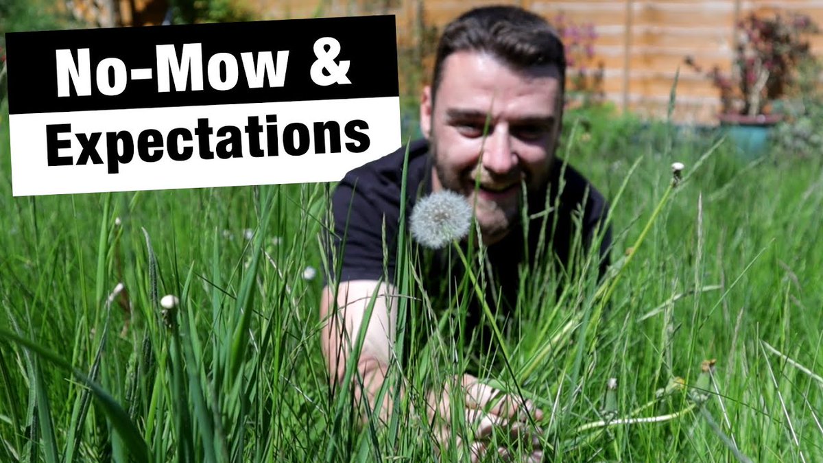 naturally_jb's tweet photo. Taking a look at the expectations of #nomowmay and celebrating the small victories in the lawn 

https://t.co/IE9qkcPrCc https://t.co/b5JU8Cv8aM