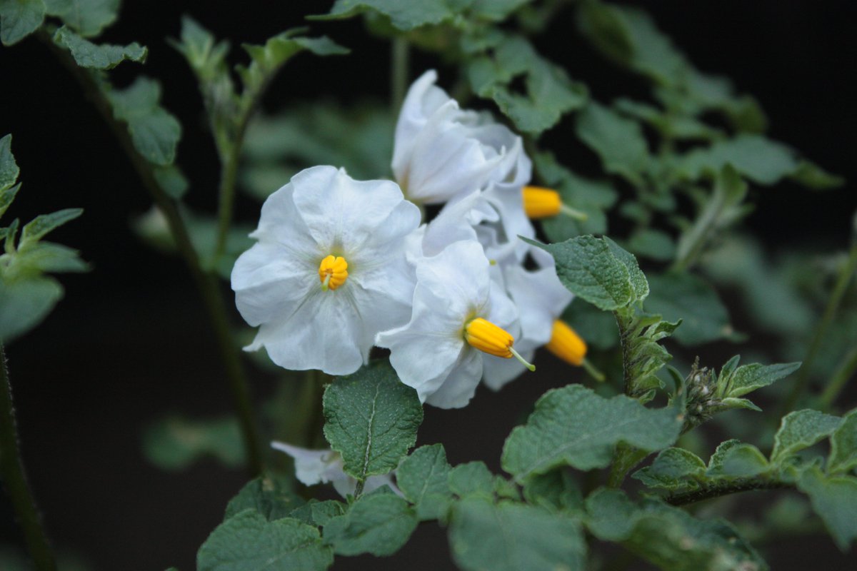 Our new review article about Rpi genes in potato breeding rdcu.be/cNTp1
<a href="/yin_zhimin/">ZY</a> <a href="/Jadwiga_Sliwka/">Jadwiga Śliwka</a>