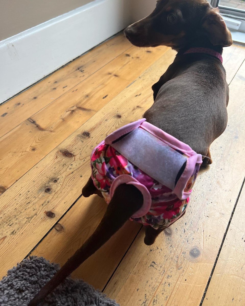 DogmannMartin's tweet photo. WTF are you making me wear? Does my bum look big in these? Right… I’m not talking to you! 😂 Ah the joys of bitches in season #dogmann #dachshund https://t.co/22mzHKyIt6
