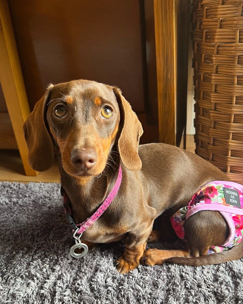 DogmannMartin's tweet photo. WTF are you making me wear? Does my bum look big in these? Right… I’m not talking to you! 😂 Ah the joys of bitches in season #dogmann #dachshund https://t.co/22mzHKyIt6