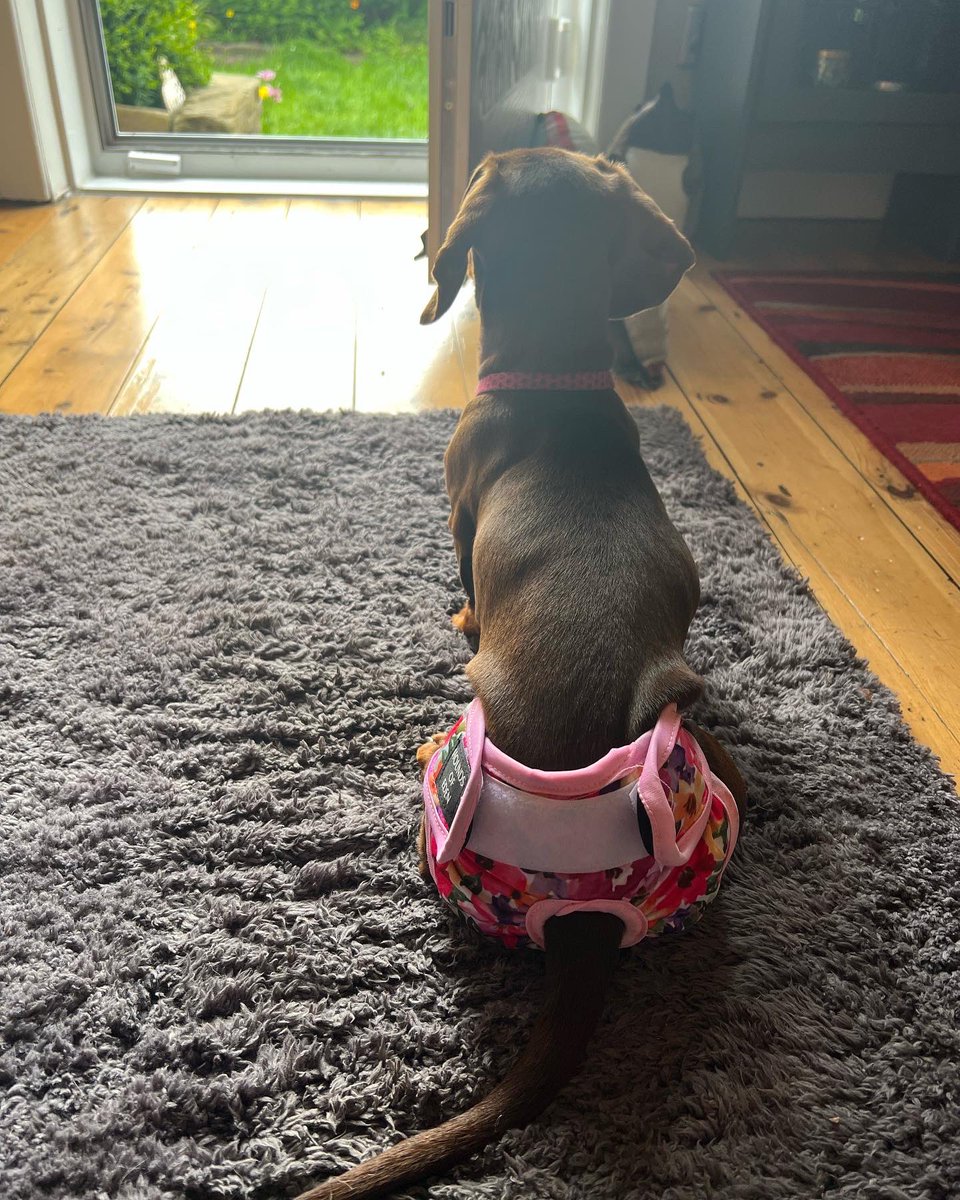 DogmannMartin's tweet photo. WTF are you making me wear? Does my bum look big in these? Right… I’m not talking to you! 😂 Ah the joys of bitches in season #dogmann #dachshund https://t.co/22mzHKyIt6