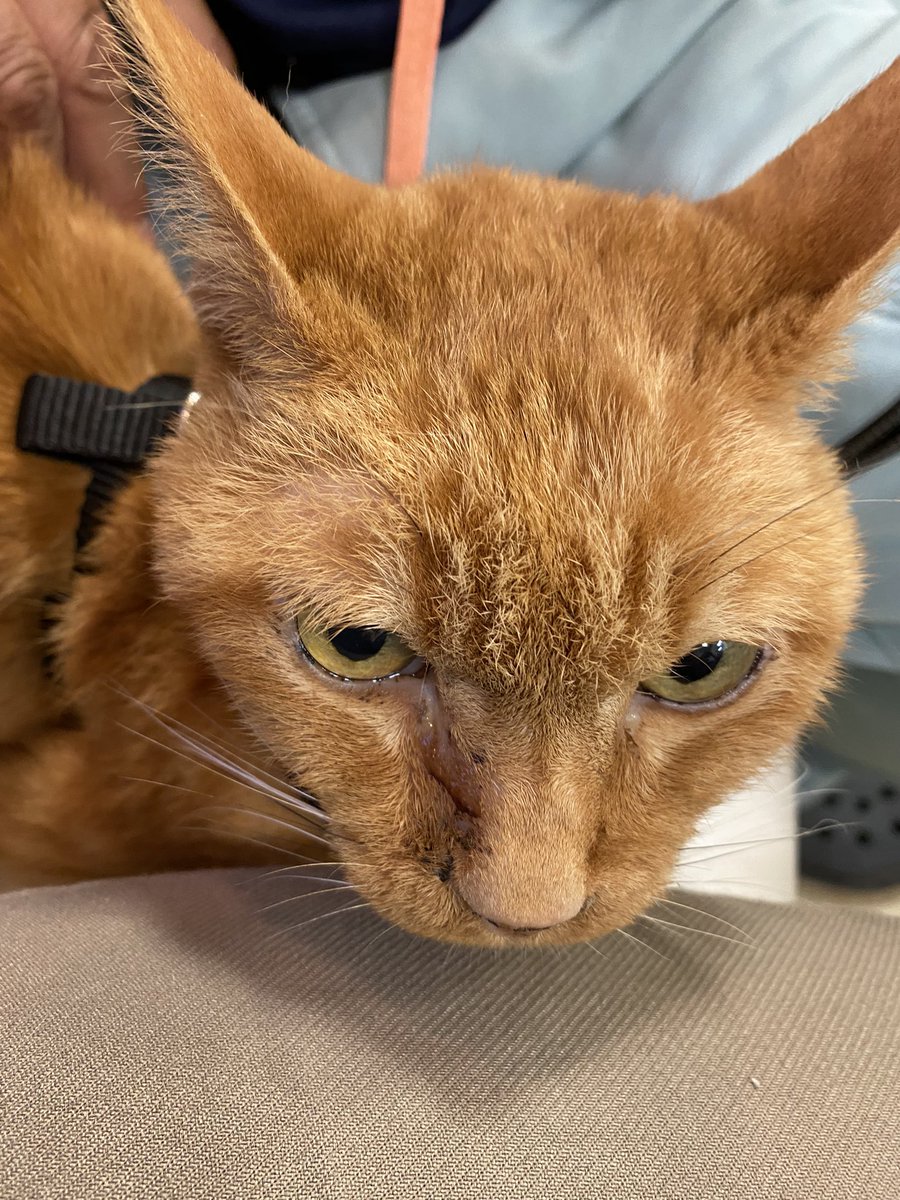 kaoru2515's tweet photo. 病院に来てます🏥
今、検査結果待ちで退屈ですにゃ🥱
#猫がいる生活 #ねこ #猫好きな人と繋がりたい #猫のいるくらし https://t.co/Kn0llrCCe1