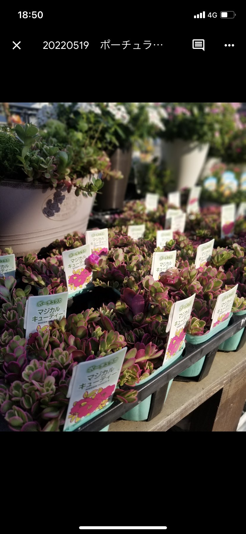 تويتر ホームセンターgooday على تويتر 園芸情報 お花だけじゃない 葉っぱも楽しめる植物をご紹介 白い斑が入ったキュートなお花は乾燥気味になるとピンク色に変化します 小倉南 中間 佐賀本庄 別府店などに入荷中 グッデイ 園芸 ガーデニング