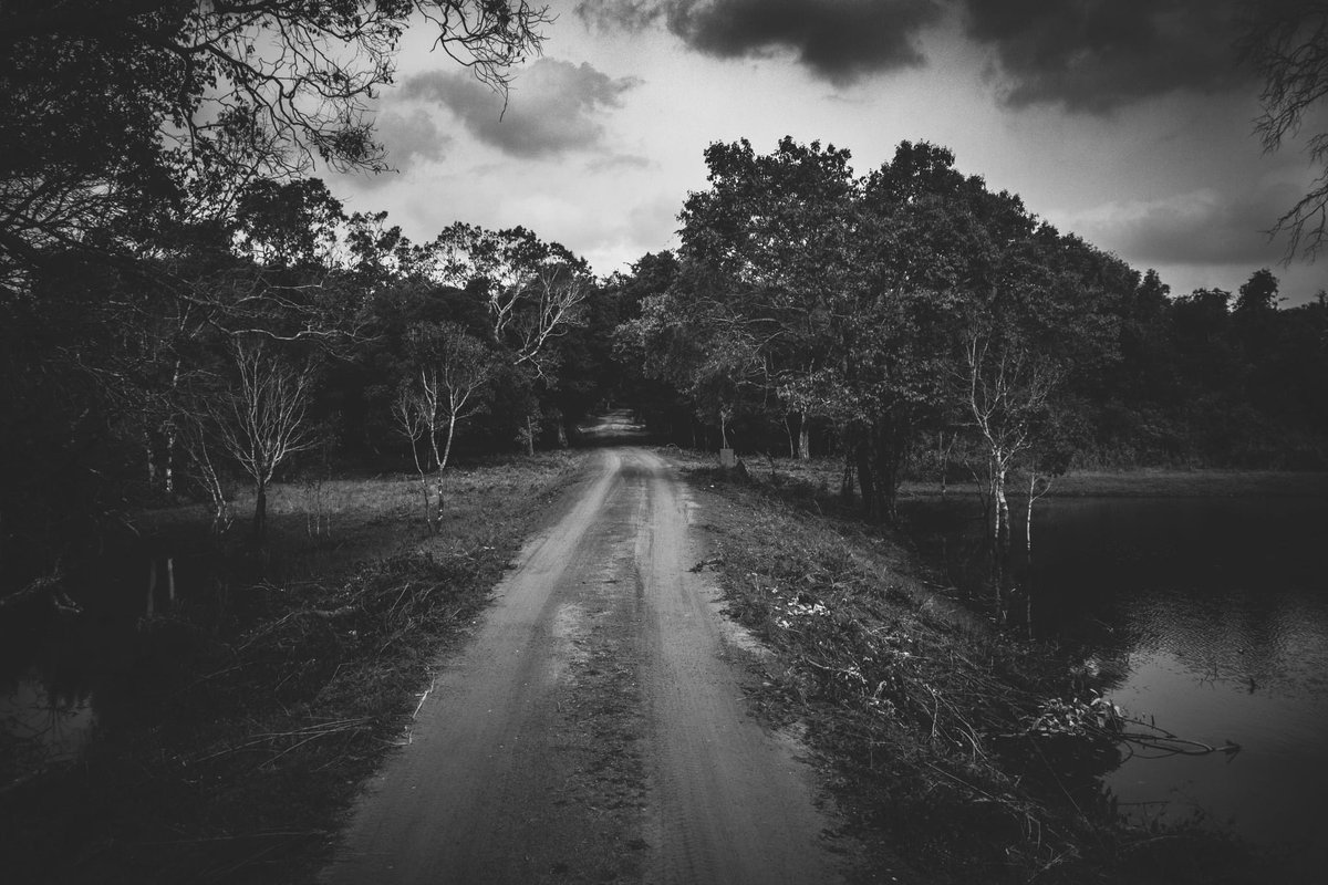 S_MorningLight's tweet photo. DARK ROAD
#Wilpattu, #SriLanka. May 2022. More@ https://t.co/KQyZol9j2C
#blackandwhitephotography #landscapephotography #travelphotography #beautifuldestinations #destination_SriLanka #jeeptrack #jungle #lake #monochrome #safari #soSriLanka #travelSriLanka #visitSriLanka https://t.co/dQzR07LVgQ