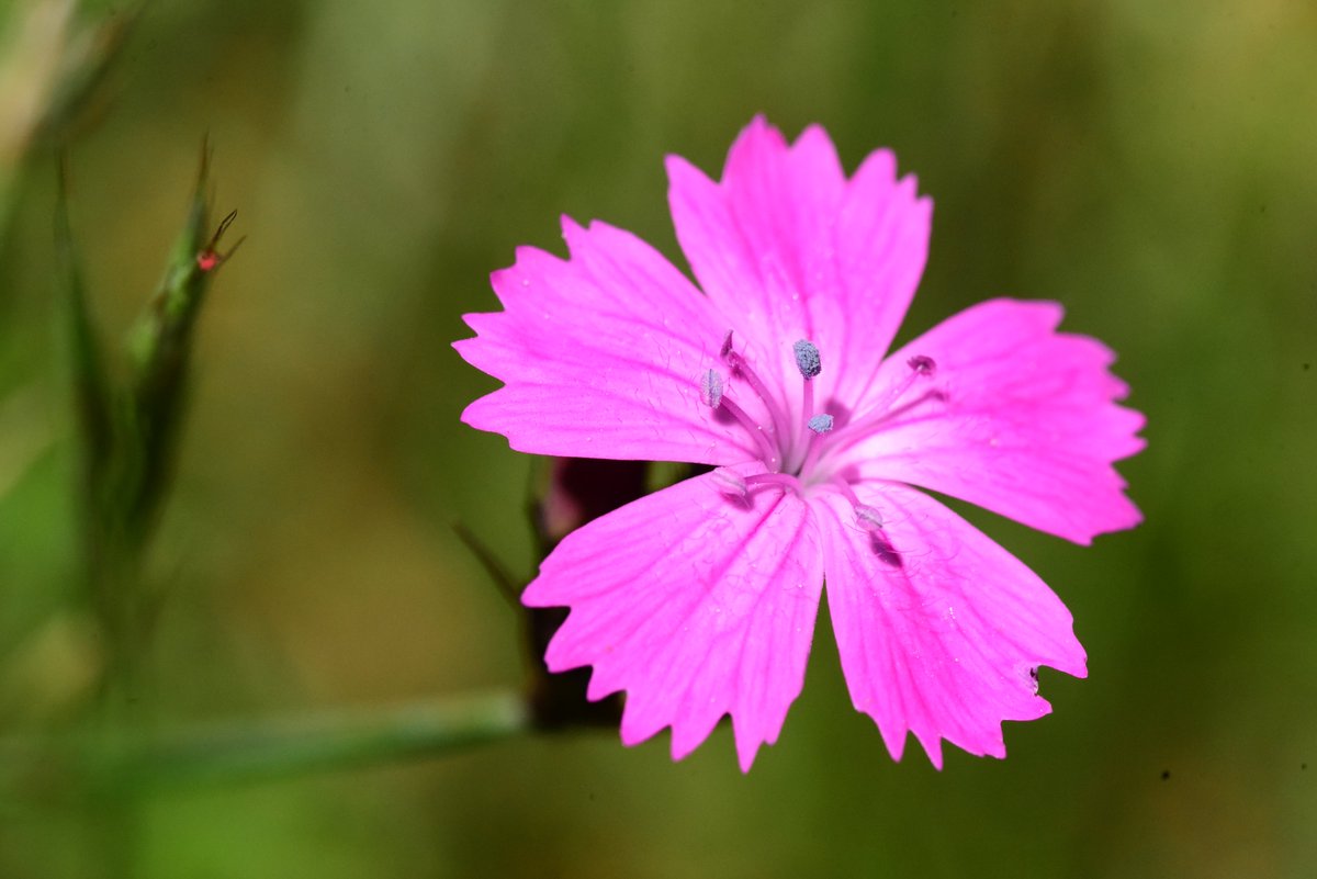 Raisons pour ne pas cueillir les fleurs sauvages 
⬇️⬇️⬇️