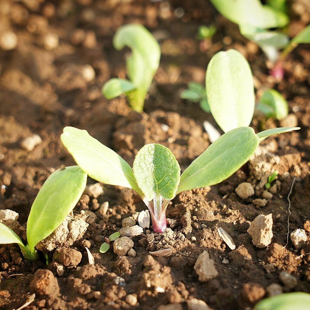 デジ野菜 サラダゴボウの袋栽培 芽を出しました サラダゴボウ ゴボウ ごぼう ごぼう栽培 さらだごぼう サラダゴボウ栽培 ゴボウ袋栽培 ゴボウ袋栽培の発芽 袋栽培ゴボウ ミニごぼう ミニゴボウ ミニゴボウ栽培 ミニごぼう栽培 家庭菜園