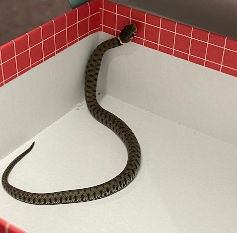HoldernessAcad's tweet photo. On Friday staff will ‘wear it wild @WWF to raise awareness of the decline in wildlife population. Yesterday ‘Bonnie’ the snake (named by Y7) stopped to take part in a DT lesson; a sign of our rich natural habitat.  🐍🥰

#CreatureCount 
#YWT https://t.co/cAiE9BbR3o