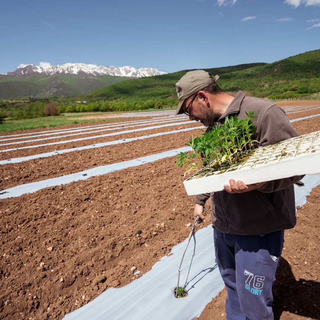 enecta_es's tweet photo. 👨‍🌾 Mayo: el comienzo de una nueva #cosecha. Controlamos nuestra genética #Enectaliana, desde su #siembra hasta su recolección, para obtener una de las mejores variedades de #cáñamo con alto contenido en #CBD 🌿

#enecta #enectafarm #cultivo #cannabissativa #cannabidiol https://t.co/vOyCIKRUjP