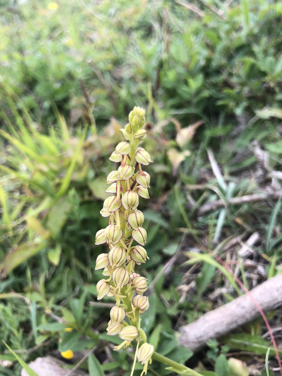 Downygrazers's tweet photo. Man orchids in the grazing paddocks on the North Downs 😍 https://t.co/coj7KRQLK9