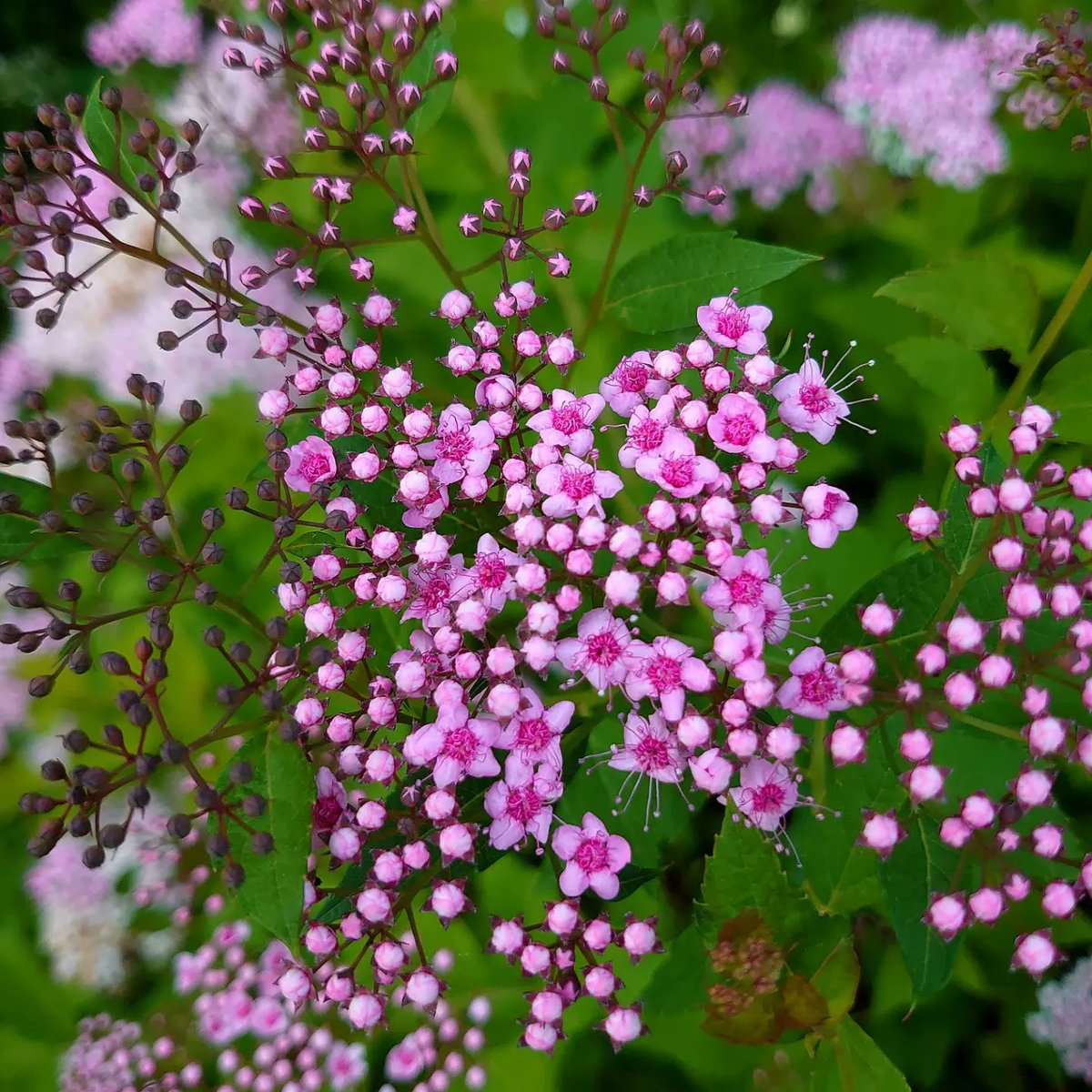 w50xTLcAAJA2wNT's tweet photo. 今朝の庭より
ニゲラ
チドリソウ
シモツケ
チドリソウ

#花好きな人と繋がりたい 
#アート好きな人と繋がりたい 
#ガーデニング
#下田眞一郎 https://t.co/NtLu5NSeqg