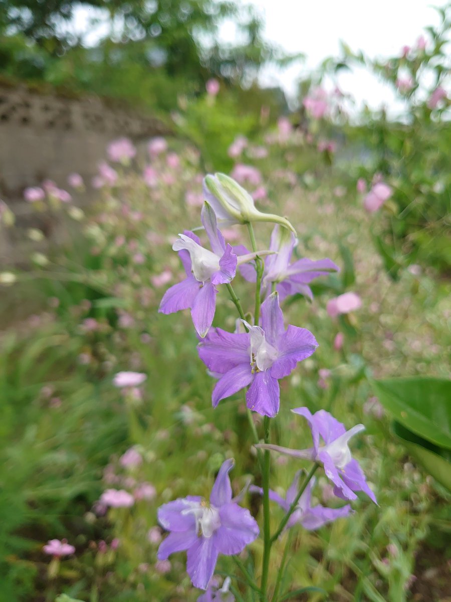 w50xTLcAAJA2wNT's tweet photo. 今朝の庭より
ニゲラ
チドリソウ
シモツケ
チドリソウ

#花好きな人と繋がりたい 
#アート好きな人と繋がりたい 
#ガーデニング
#下田眞一郎 https://t.co/NtLu5NSeqg