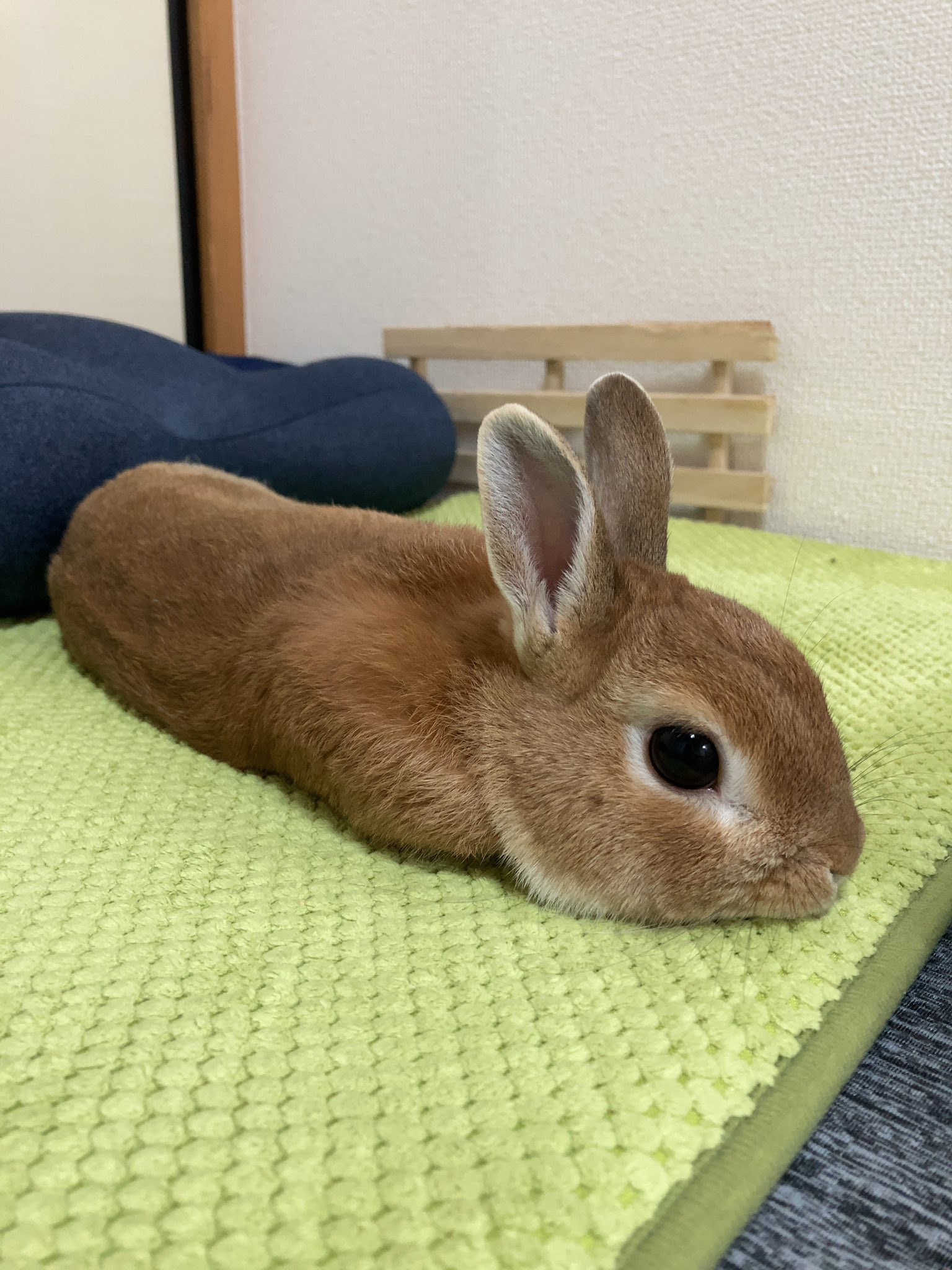 *  　バンビと　たわむれるウサギ  　* バンビとたわむれるウサギ *the red thread S big symbol knit