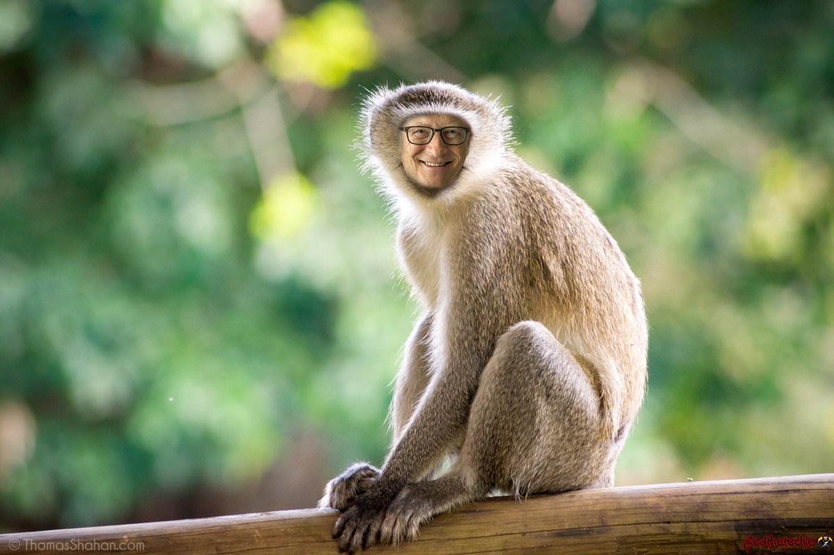 edthetechie's tweet photo. 🚨BREAKING 🚨
The cause of the monkey pox outbreak has been identified https://t.co/sEuGhnDzXS