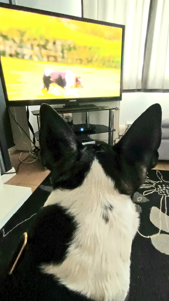 Big Frank loves watching the animals on 📺. Had to hit the mute button on the remote a few times in the evening though cuz if there's a dog barking on 📺 he feels obliged to join in. 😂🐶🐾❤