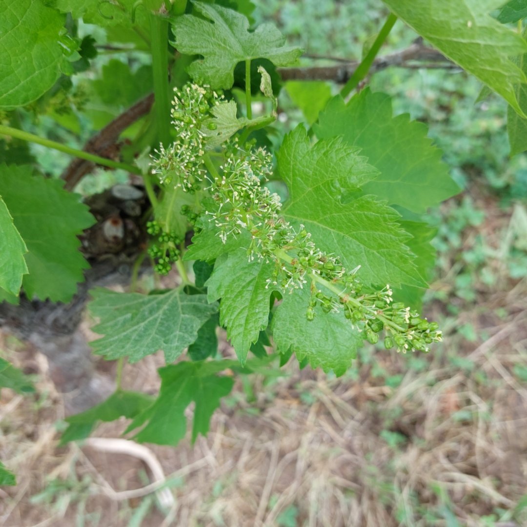 PascalNerbesson's tweet photo. #merlot en fleur. Ça va à une vitesse folle cette année 😱. On attaque les premiers levages...et pas toujours en prévision d'en faire un second à ce rythme. Les 5 mm de la nuit, le coup de chaud du weekend et les orages annoncés lundi vont pas faire ralentir 😅 #Vignole #Bordeaux https://t.co/ADEKEJHwI8