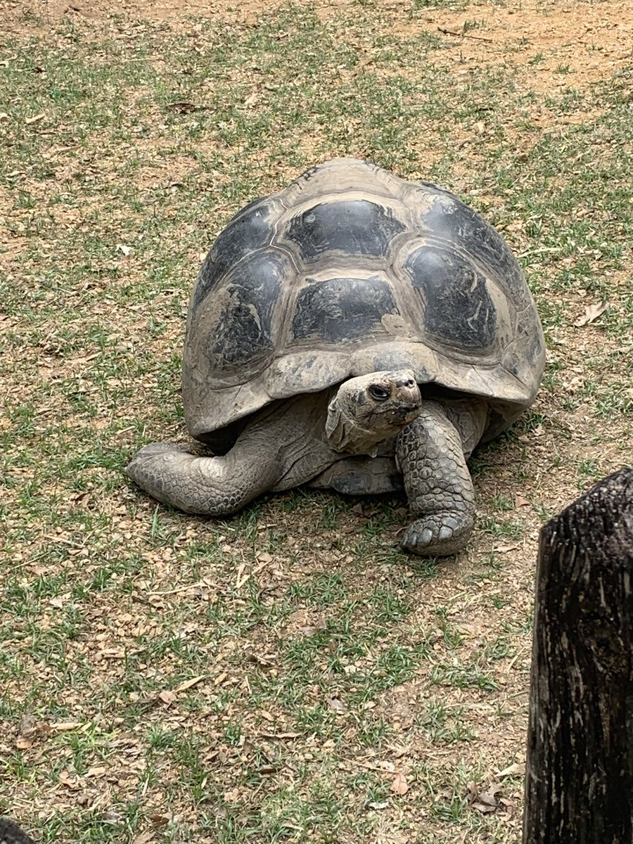 GESCurnow's tweet photo. The Field trip to the Dallas Zoo was EPIC!  Students would not stop talking about all they saw. We even got a few thank you hugs! Bonus: my son works there😍 @GESRiski #gesshineon https://t.co/jR1a6qGE2W