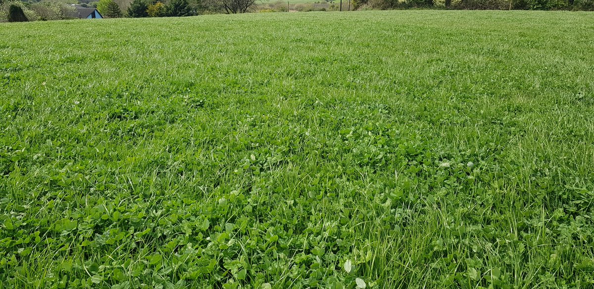 DLF_IRL's tweet photo. We got a lot of questions on the yield of this #redclover field 

10 bales/acre  👏👏👏
No chemical N applied
#organicnitrogen
#lessfertiliser
#AskDLF

Whatsapp DLF on:
Ned 087 3980053
Damian 777 4249609

Learn more here https://t.co/rFo0BDURHp https://t.co/ACFPFqRmnh