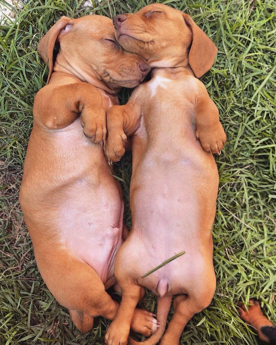 Cute or not??❤️🥰
#Dachshund #Dachshunds