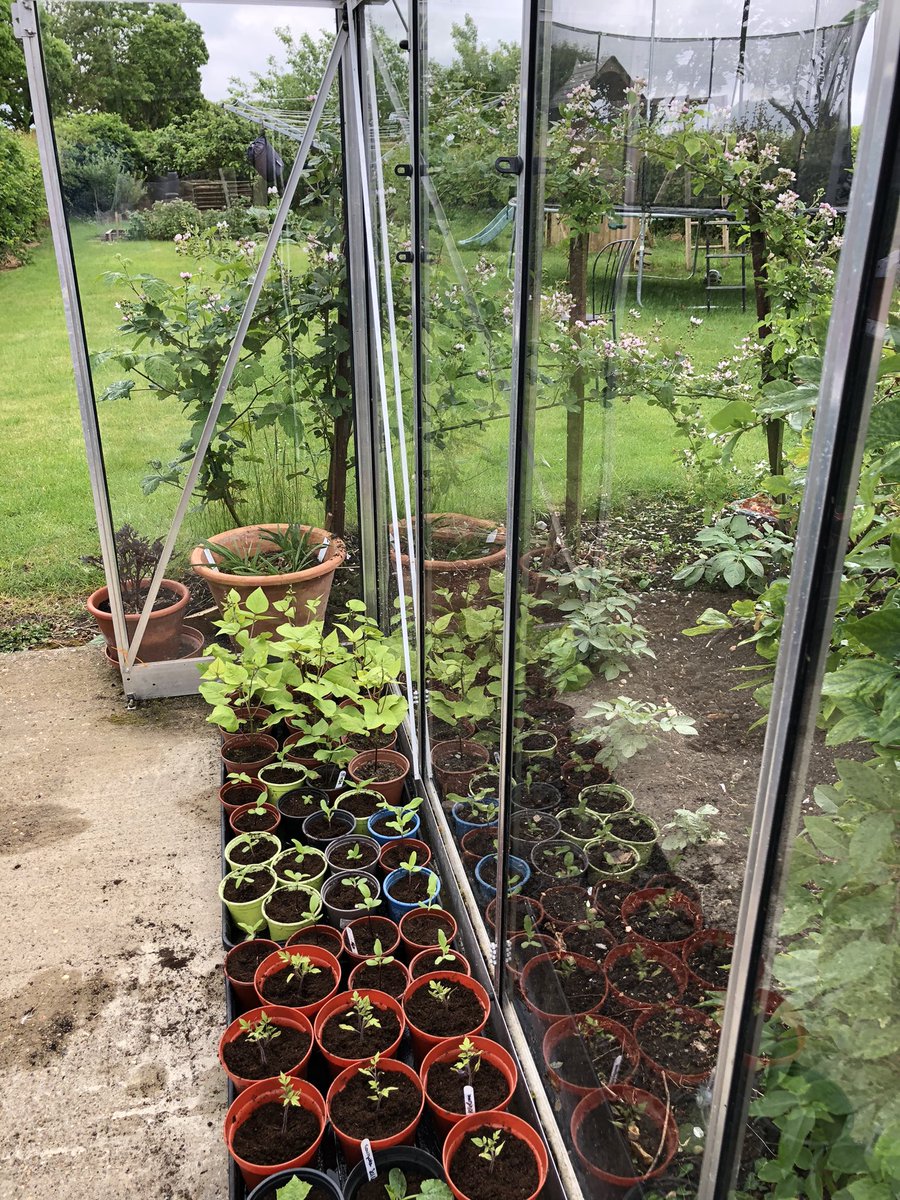 rmah0ny's tweet photo. Time out Thursday…..greenhouse is filling up with lots of potting on and new planting! https://t.co/brdimcqcLc