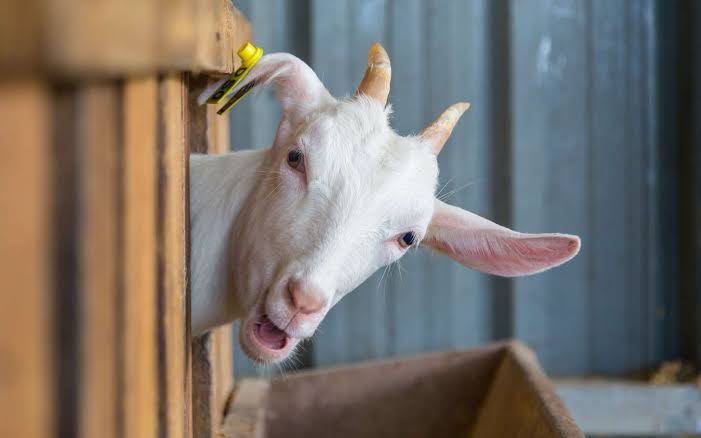 🇫🇷 FLASH | En #SeineetMarne,  un homme a volé une #chèvre dans une #ferme pour avoir des relations sexuelles avec elle. L’homme de 26 ans sera jugé en novembre.

(LeParisien) #Justice