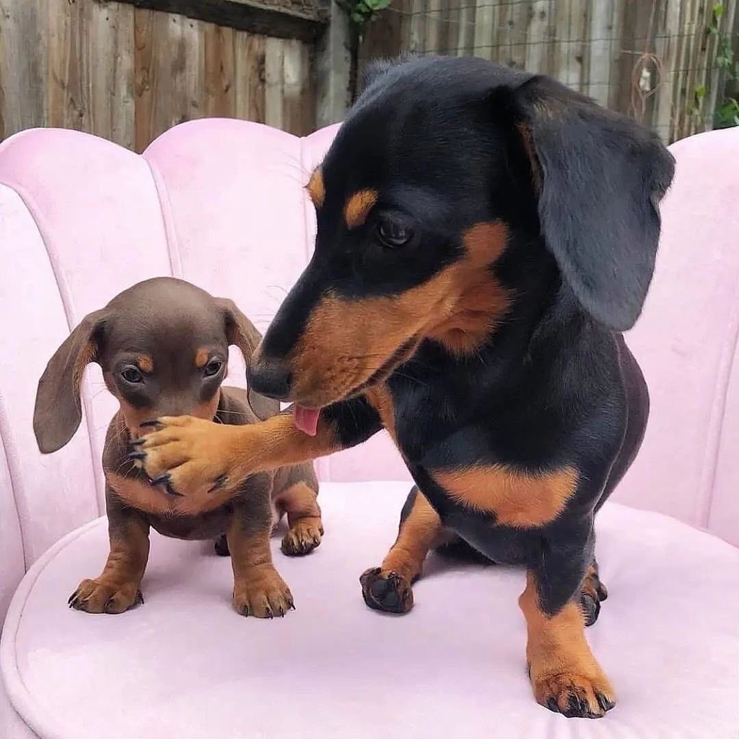Cute or not??❤️🥰
#Dachshund #Dachshunds