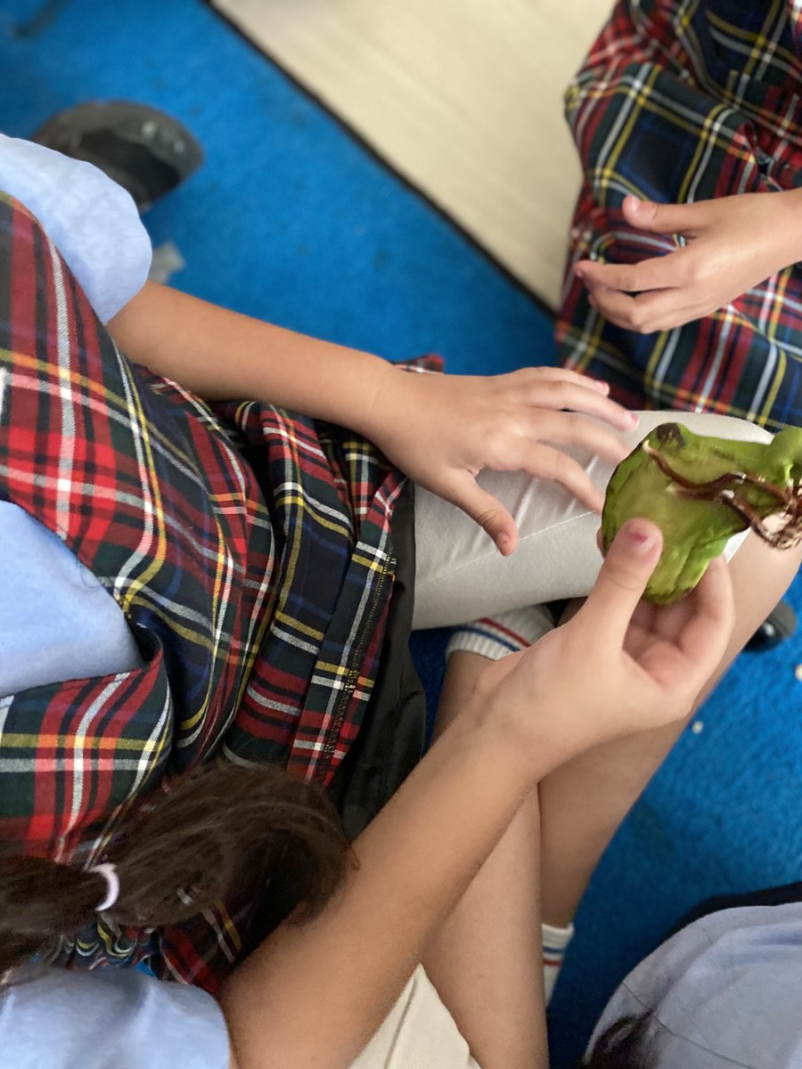 AIS_Grade2's tweet photo. In Grade 2, we are learning about living things and have been trying to grow our own mango and avocado plants! This week was exciting when both seeds began to sprout!  #AISGrade2 #AISPrimarySch https://t.co/xXcXImN34A