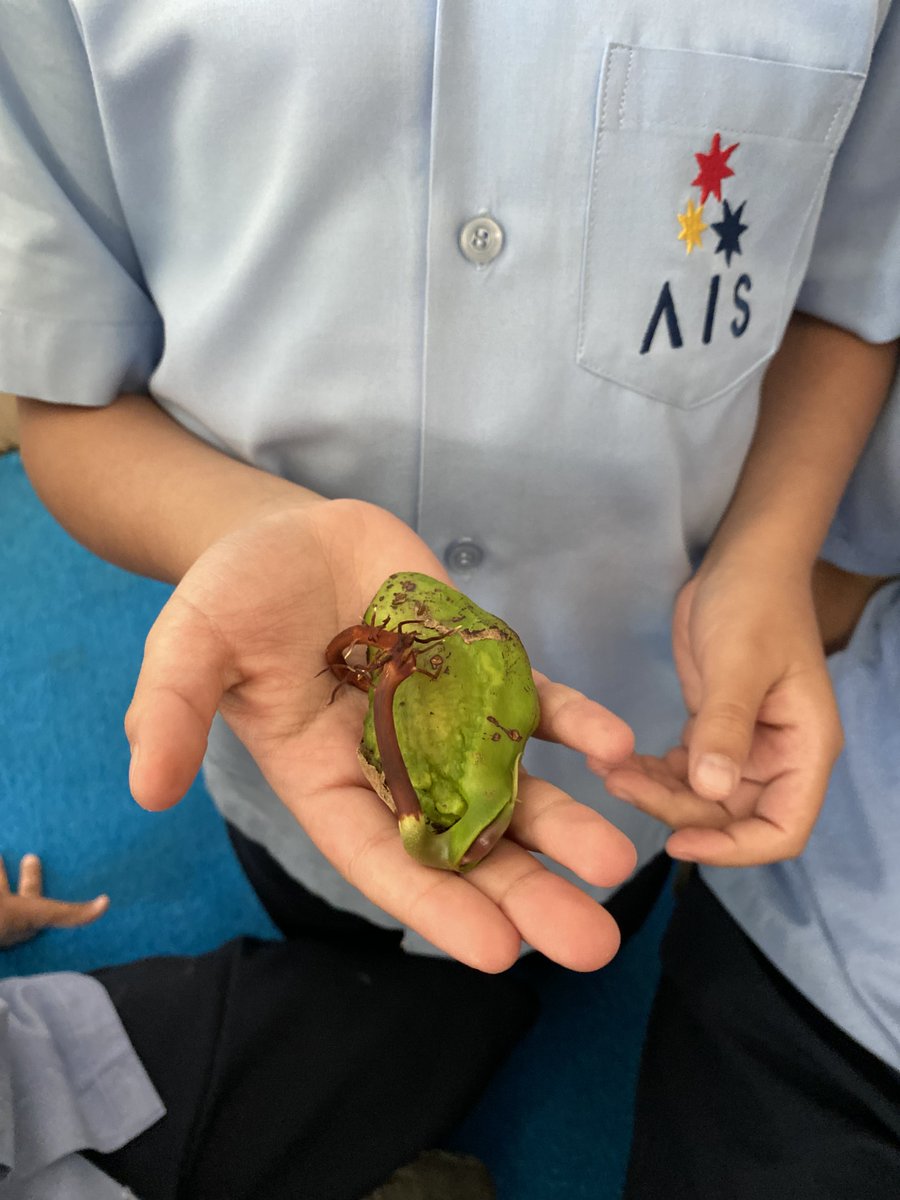 AIS_Grade2's tweet photo. In Grade 2, we are learning about living things and have been trying to grow our own mango and avocado plants! This week was exciting when both seeds began to sprout!  #AISGrade2 #AISPrimarySch https://t.co/xXcXImN34A